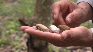 Video: Nông dân điêu đứng vì bọ cánh cứng ăn trụi vườn cây ở Bình Phước