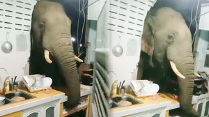 Video: Đứng tim khi phát hiện voi húc thủng tường, 'đột nhập' nhà bếp tìm thức ăn
