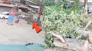 Video: Cành cây cổ thụ rơi đè bẹp chiếc bán tải, 4 người thoát chết