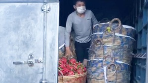 Video: Trốn sau thùng xe tải chở thanh long để né chốt kiểm dịch COVID-19