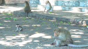 Video:  Đàn khỉ ở Vũng Tàu ‘hạ sơn’, nghi do đói ăn vì giãn cách, thành phố vắng khách