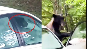 Video: Gấu đột nhập phá hỏng ô tô của người đi nghỉ mát