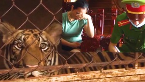 Video: Bắt tạm giam người nuôi cả đàn hổ trái phép trong nhà ở Nghệ An