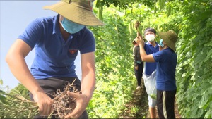 Góc nhìn trưa nay | ‘Áo xanh’ thu hoạch nông sản giúp người dân tiêu thụ trên mạng xã hội