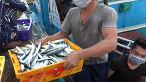Video: Ngư dân Ninh Thuận trúng vụ cá cơm, cá nục ngay lúc COVID-19 hoành hành