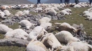 Video: Đàn cừu hàng trăm con bị sét đánh nằm la liệt ở Gruzia