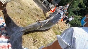 Video: Cá voi hơn 800kg dạt vào bờ biển Hà Tĩnh, được người dân chôn cất