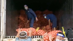 Video: Rau, củ về chợ đầu mối Hóc Môn, người dân có thêm hàng tươi