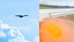 Video: Máy bay chở khách của Nga bị cháy động cơ do va phải chim đại bàng