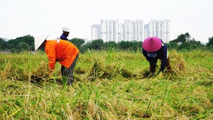 Góc nhìn trưa nay | Gặt lúa mưu sinh giữa Sài Gòn mùa dịch