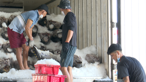 Video: Ngư dân 'trúng mùa được giá' cá ngừ đại dương ngày cận Tết