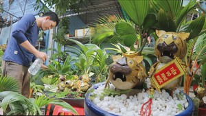 Góc nhìn trưa nay | Thú vị bonsai dừa hình hổ trưng Tết với đủ sắc thái biểu cảm