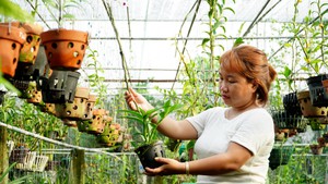 Góc nhìn trưa nay | Độc đáo vườn lan rừng với nhiều tác phẩm lan “khủng”