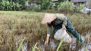 Cô bé bắt ốc và giấc mơ trở thành bác sĩ