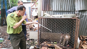 Video: Kiểm lâm thổi thuốc gây mê, cứu hộ khỉ đuôi lợn 20 năm tuổi ở Thủ Đức