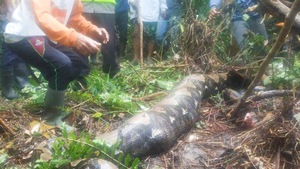 Video: Thi thể một phụ nữ được tìm thấy trong bụng trăn 'khủng' sau hai ngày gia đình báo mất tích ở Indonesia