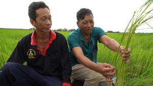 Góc nhìn trưa nay | Thương lắm lúa mùa nổi