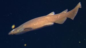 Video: Cận cảnh cá mập mèo sinh sống ở vùng biển sâu đến 2.200 mét