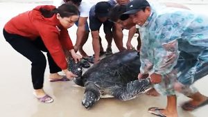 Video: Giải cứu rùa biển quý hiếm gần 100kg bị sóng đánh dạt vào bờ