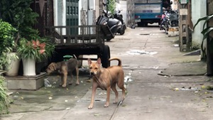 Video: Chó thả rông, không rọ mõm xuất hiện nhiều nơi ở TP.HCM