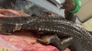 Video: Phát hiện xác cá sấu lớn trong bụng trăn Miến Điện dài hơn 5m