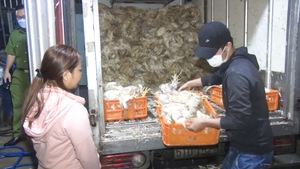 Video: Phát hiện một cơ sở thu mua hàng tấn gà chết, sơ chế định bán làm giò chả