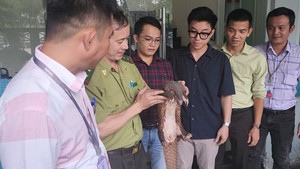 Góc nhìn trưa nay | Khi người dân đô thị góp sức bảo vệ động vật hoang dã