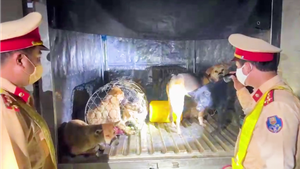 Video: Cảnh sát truy đuổi 2km, bắt hai đối tượng đi xe tải trộm hàng chục con chó