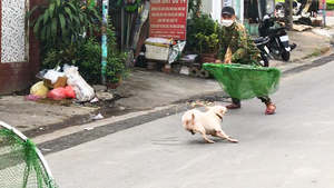 Video: 'Săn' chó thả rông ở TP Thủ Đức; Sau 48 tiếng chủ không đến làm việc sẽ xử lý chó bị bắt