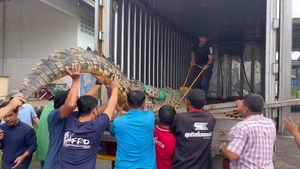 Video: Nhiều người vây bắt con cá sấu nặng 450kg, dài 4,2m ở gần khu dân cư