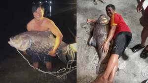 Video: Người dân bắt được cá hô 36kg, thương lái mua hơn 13 triệu đồng