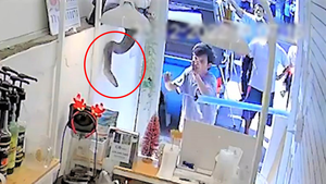 Video: Trăn 'đột nhập' quán trà sữa từ trần nhà, nữ nhân viên la hét thất thanh