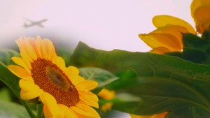 Góc nhìn trưa nay | Ngất ngây với vẻ đẹp của vườn hoa hướng dương ở TP.HCM