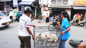 Góc nhìn trưa nay | Hiểm họa từ tình trạng chó thả rông, không rọ mõm