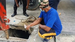 Video: Trăn kẹt cứng ở lỗ nắp cống được giải cứu, thả về tự nhiên