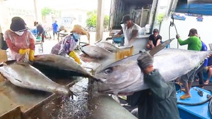 Video: Chuyến đi biển đầu năm, một ngư dân ở Phú Yên trúng 2 tấn cá ngừ đại dương