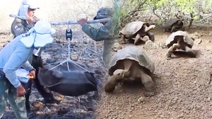 Video: Phát hiện thêm loài rùa nặng tới 250kg, 'sống thọ' hơn 100 năm