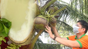 Video: Thêm nhiều sản phẩm chế biến từ trái dừa sáp Trà Vinh