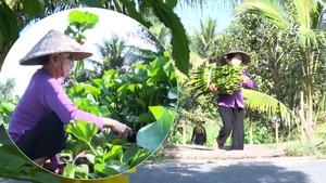 Góc nhìn trưa nay | Làm giàu từ nuôi cây dại ven sông