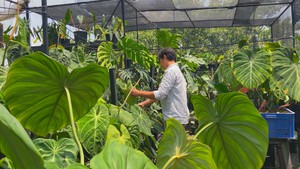 Góc nhìn trưa nay | Chủ quán cà phê “chịu chơi” với bộ sưu tập hơn trăm loại kiểng lá