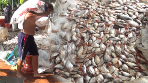 Video: Hàng trăm tấn cá ở làng bè Châu Đốc chết trắng, ngư dân nói do ảnh hưởng nguồn nước
