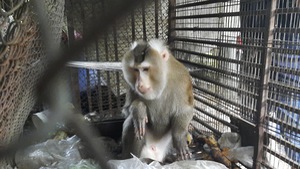 Video: Người dân ở TP.HCM tự nguyện giao 2 con khỉ đuôi lợn cho kiểm lâm