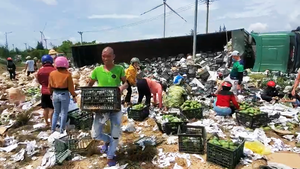 Video: Hành động đẹp, người dân cùng thu gom, mua giúp tài xế  xe đầu kéo chở 33 tấn xoài bị lật