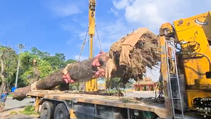 Video: Di dời để bảo tồn cây xà cừ hơn 150 tuổi trước di tích Phu Văn Lâu ở TP Huế