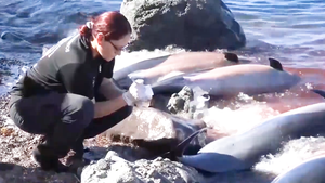 Video: 33 con cá heo chết không rõ nguyên nhân bên bờ biển Mexico