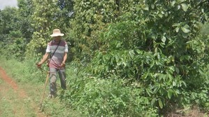 Góc nhìn trưa nay | Giá vật tư nông nghiệp tăng cao, người nông dân như “ngồi trên đống lửa”