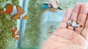 Video: Cá Nemo đột biến gần 1 triệu đồng/con lần đầu được lai tạo tại Việt Nam