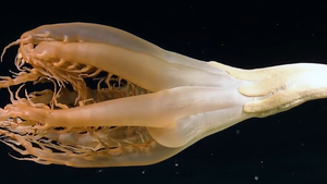Video: Cận cảnh sinh vật kỳ lạ, thân dài 2m, được phát hiện ở độ sâu gần 3.000m