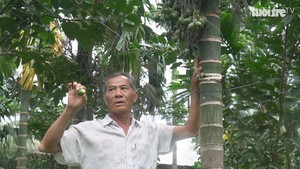 Góc nhìn trưa nay | Gặp lão nông miền Tây với mô hình làm giàu từ cây cau