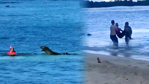 Video: Người phụ nữ bị hải cẩu mới sinh con tấn công 2 lần ở biển Hawaii